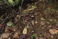 Psilocybe zapotecorum image