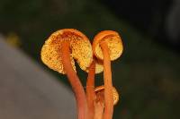 Gymnopilus picreus image