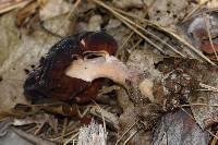 Gyromitra esculenta image