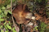 Psilocybe zapotecorum image