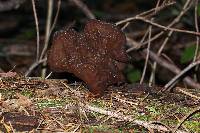 Gyromitra infula image