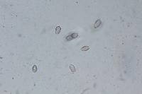 Psilocybe muliercula image