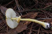 Amanita flavoconia image