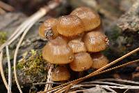 Mycena leaiana image