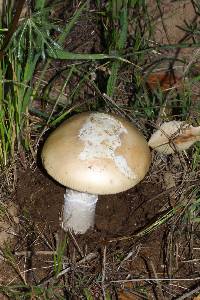 Amanita velosa image