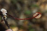 Marasmius plicatulus image