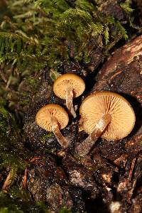 Galerina marginata image