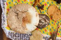 Amanita fallax image