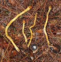 Elaphocordyceps capitata image