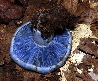 Lactarius indigo image