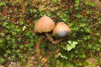 Psilocybe zapotecorum image