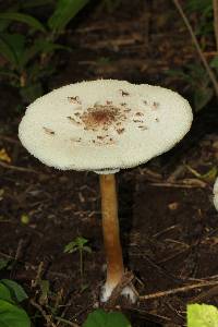 Chlorophyllum molybdites image