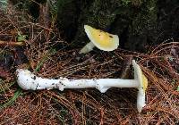 Amanita xylinivolva image