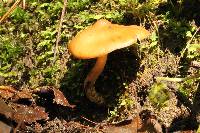 Psilocybe muliercula image