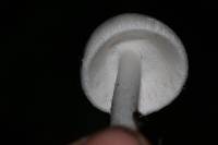 Amanita bisporigera image