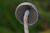 Panaeolus papilionaceus image