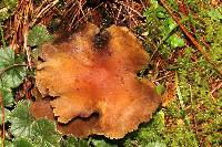 Hypholoma lateritium image