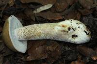 Boletus variipes image