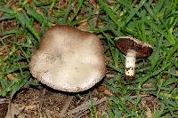 Agaricus campestris image