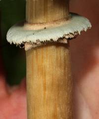 Chlorophyllum molybdites image