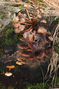 Mycena leaiana image