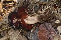 Gyromitra esculenta image