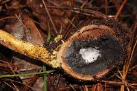 Elaphocordyceps capitata image