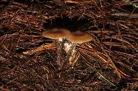 Tephrocybe boudieri image