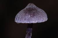 Cortinarius bibulus image