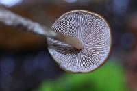 Psilocybe zapotecorum image