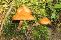 Psilocybe muliercula image