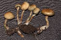 Psilocybe ovoideocystidiata image