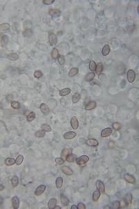 Psilocybe muliercula image