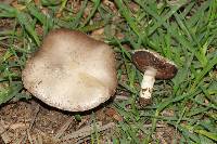 Agaricus campestris image