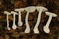 Amanita ocreata image