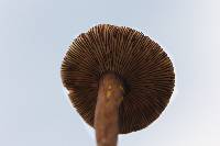 Lactarius lignyotellus image