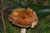 Cortinarius caperatus image