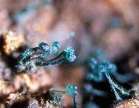 Dendrostilbella smaragdina image
