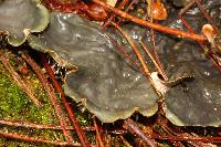 Peltigera neopolydactyla image