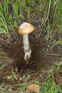 Amanita velosa image