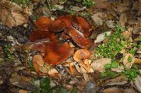 Lactarius rufulus image