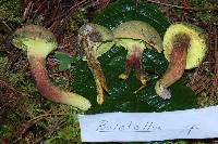 Pulveroboletus ravenelii image