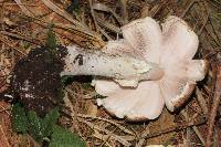 Agaricus subrutilescens image