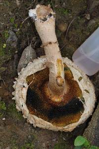 Boletellus ananas image