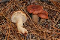 Lactarius vinaceorufescens image