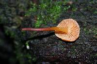 Xeromphalina campanella image