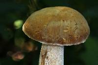 Boletus variipes image