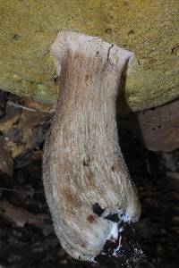 Boletus variipes image