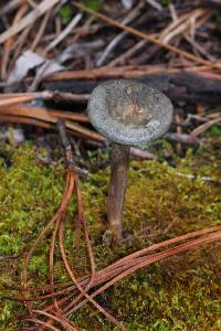 Cantharellula umbonata image
