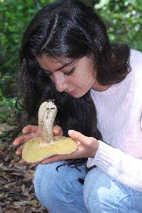 Boletus variipes image